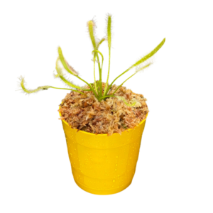 Drosera Capensis Alba