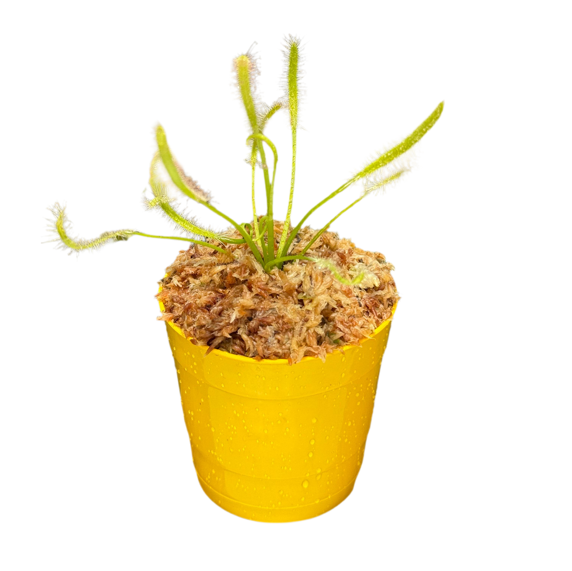 Drosera Capensis Alba