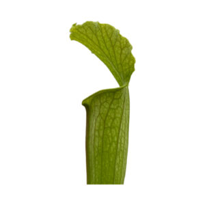 Sarracenias N1