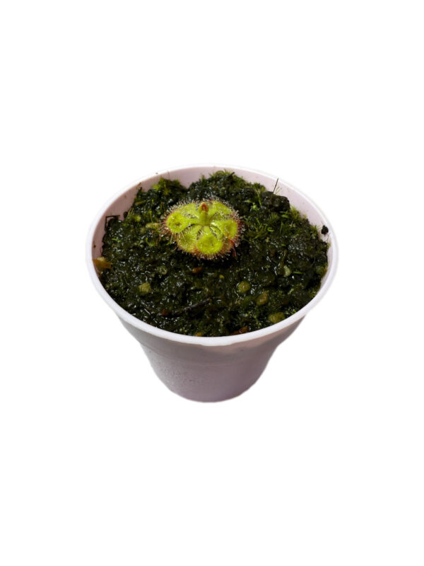 Burmani Cesiliflora