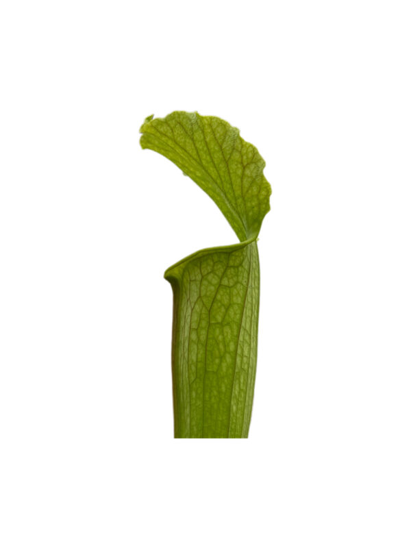 Sarracenias N1