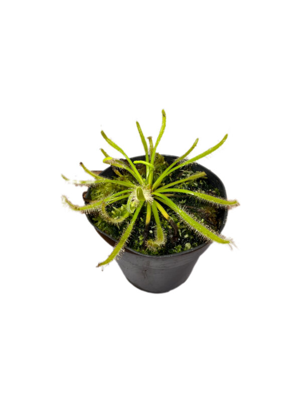 Drosera Capensis Alba