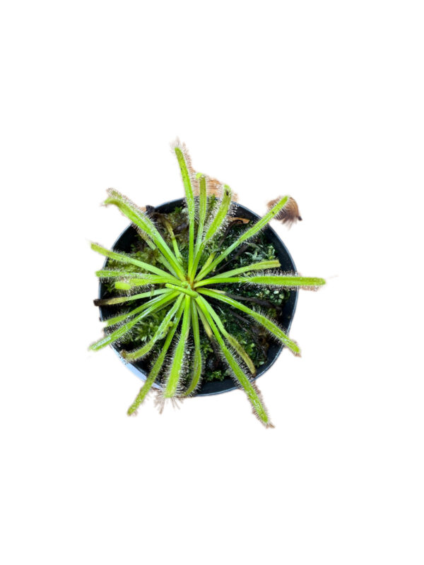 Drosera Capensis Alba - Image 3