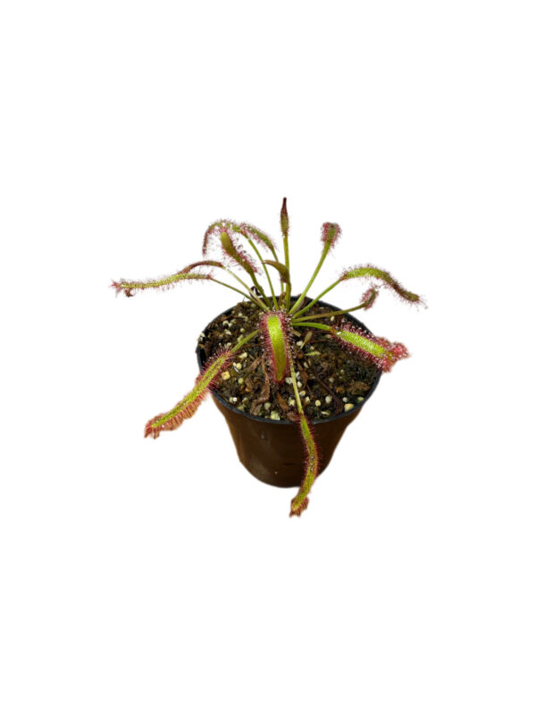 Drosera Capensis Pequeña