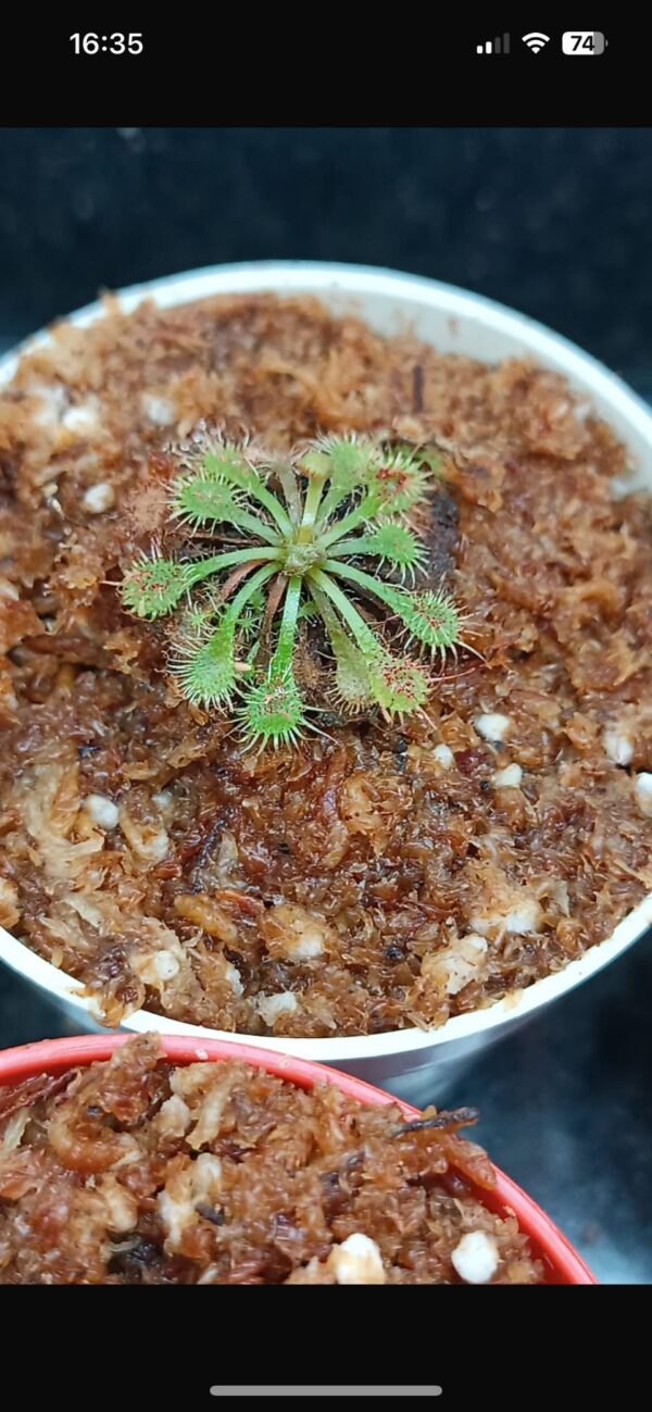 Spatulata Tokaensis - Image 2