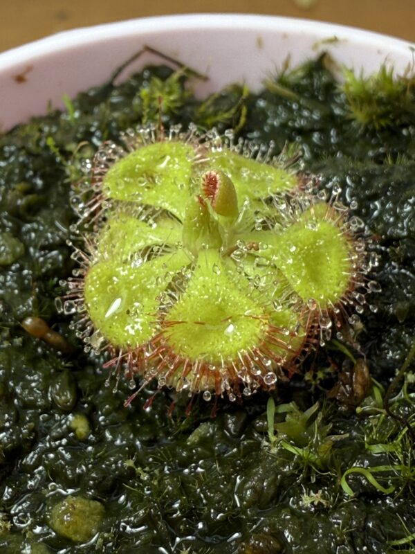 Burmani Cesiliflora - Image 3
