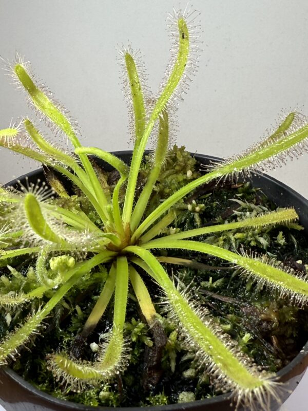 Drosera Capensis Alba - Image 4