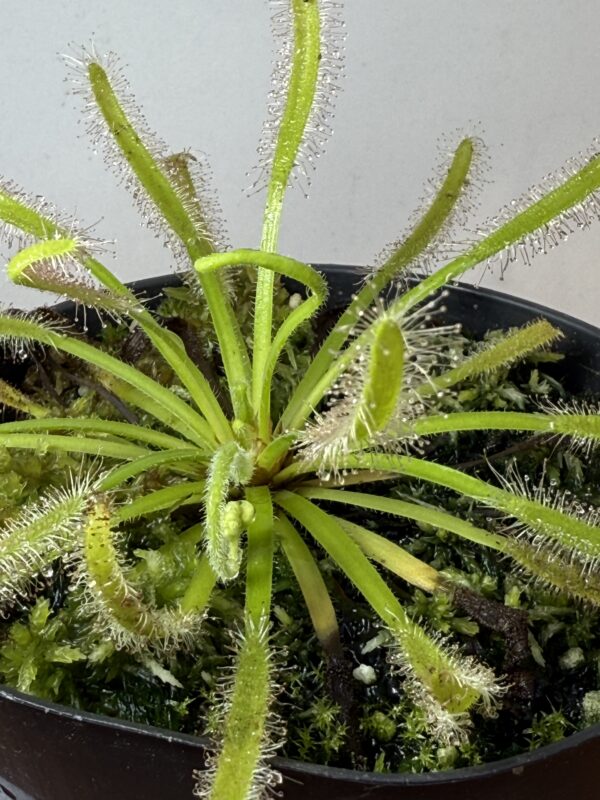 Drosera Capensis Alba - Image 2