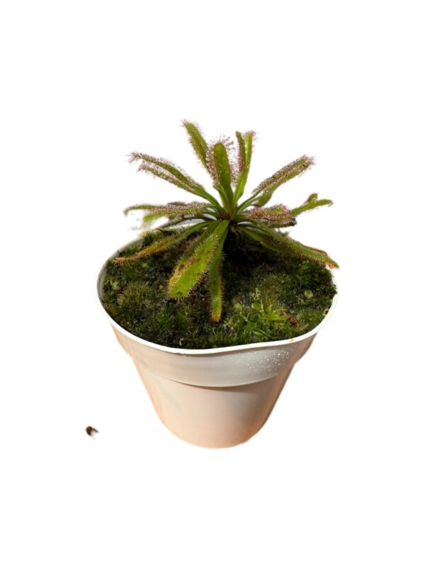 Drosera Capensis x Spatulata