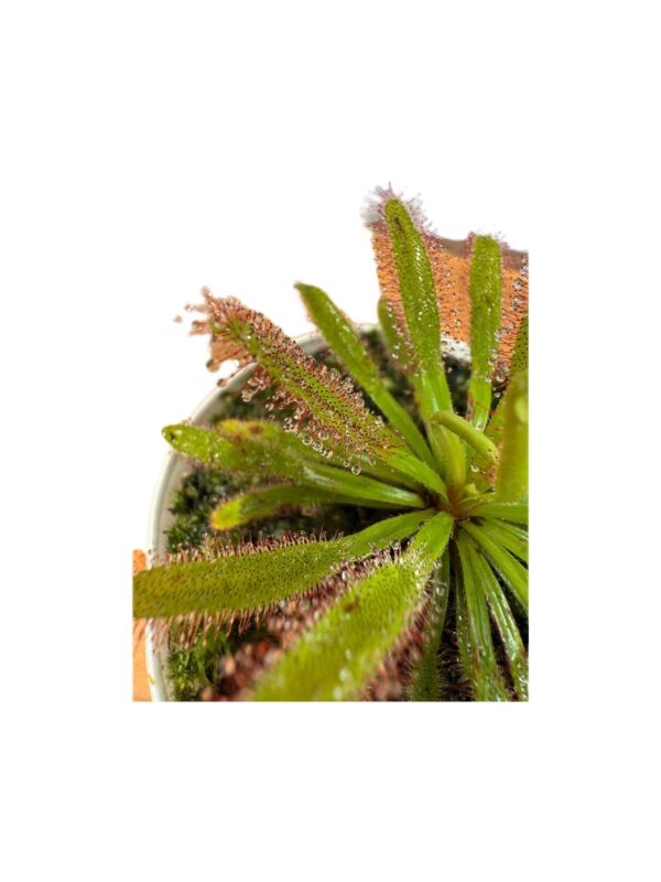 Drosera Capensis x Spatulata - Image 4