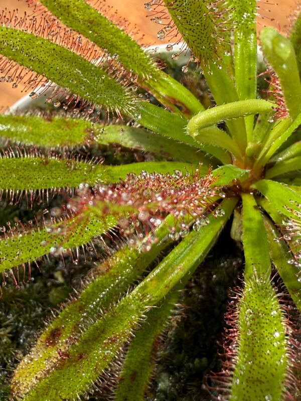 Drosera Capensis x Spatulata - Image 3