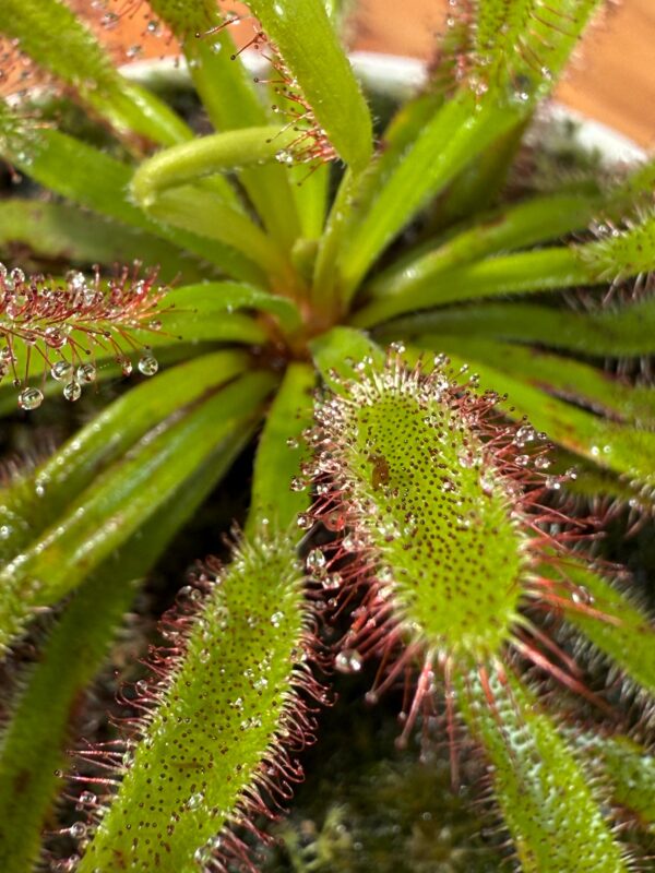 Drosera Capensis x Spatulata - Image 2