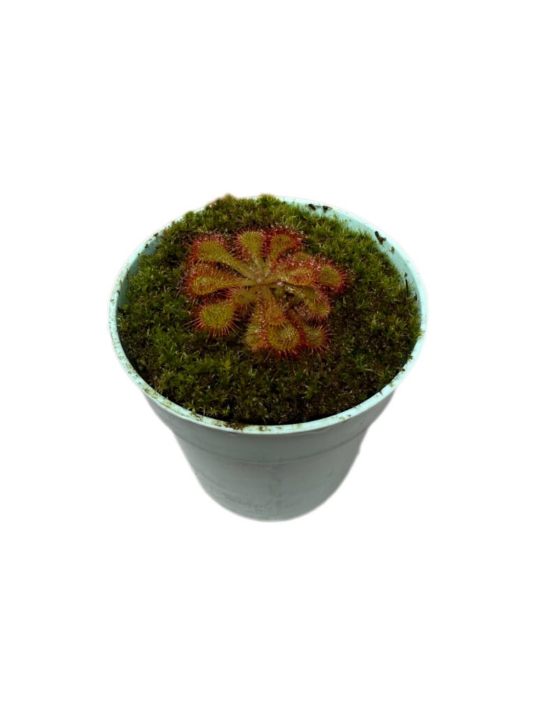 Drosera Dielsiana