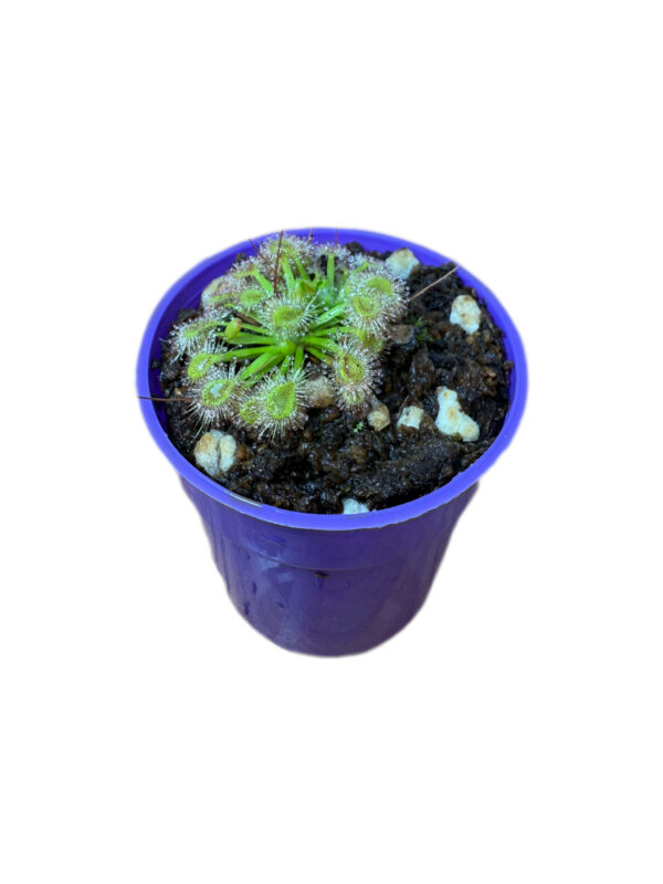Drosera Omissa x Pulchella