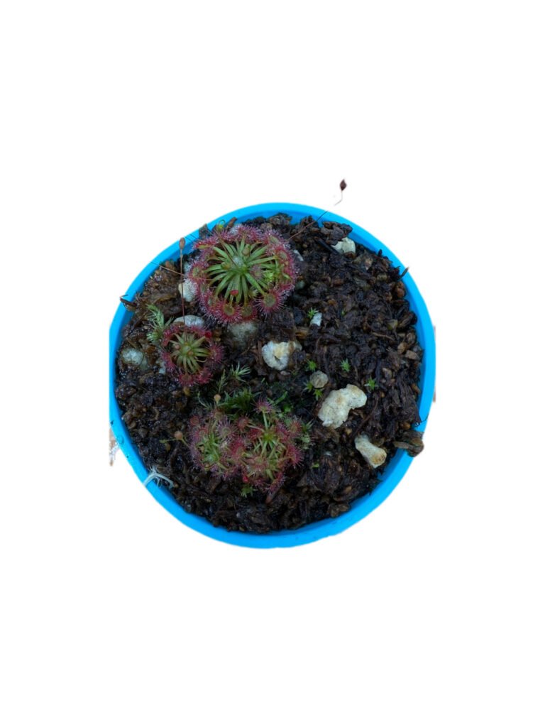 Drosera Carbarup