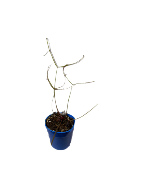Drosera Binata