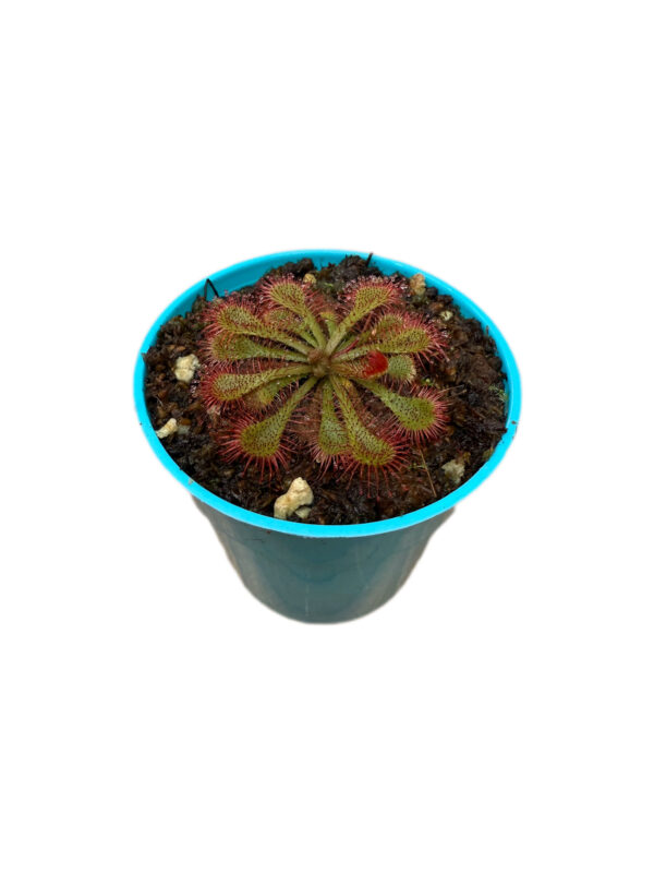 Drosera Ultrafamica x Spatulata