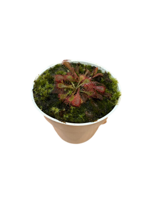 Drosera  Snyderi