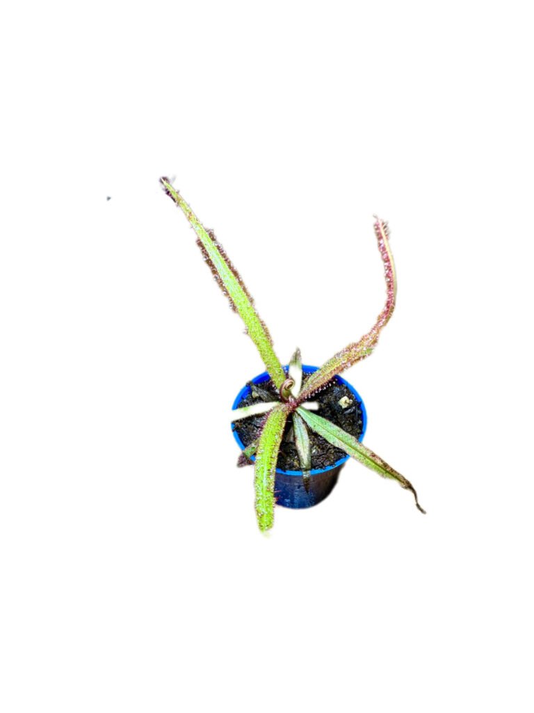 Drosera Adelae