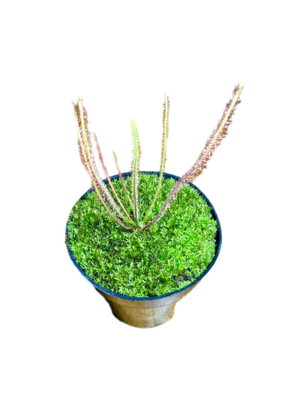 Drosera Filiformis