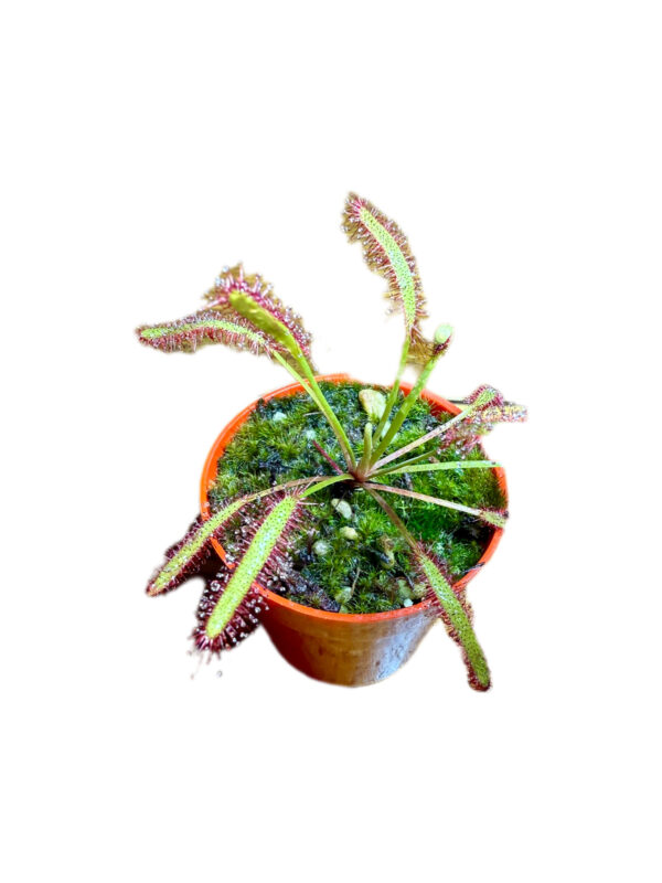 Drosera Capensis All Red Gigante