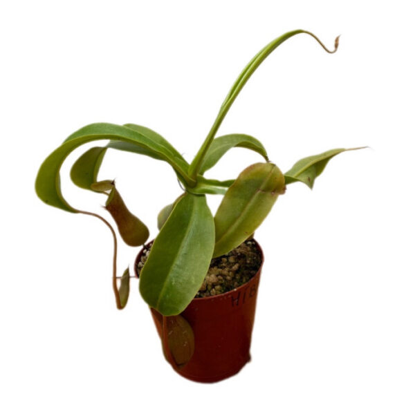 Nephentes Híbrida
