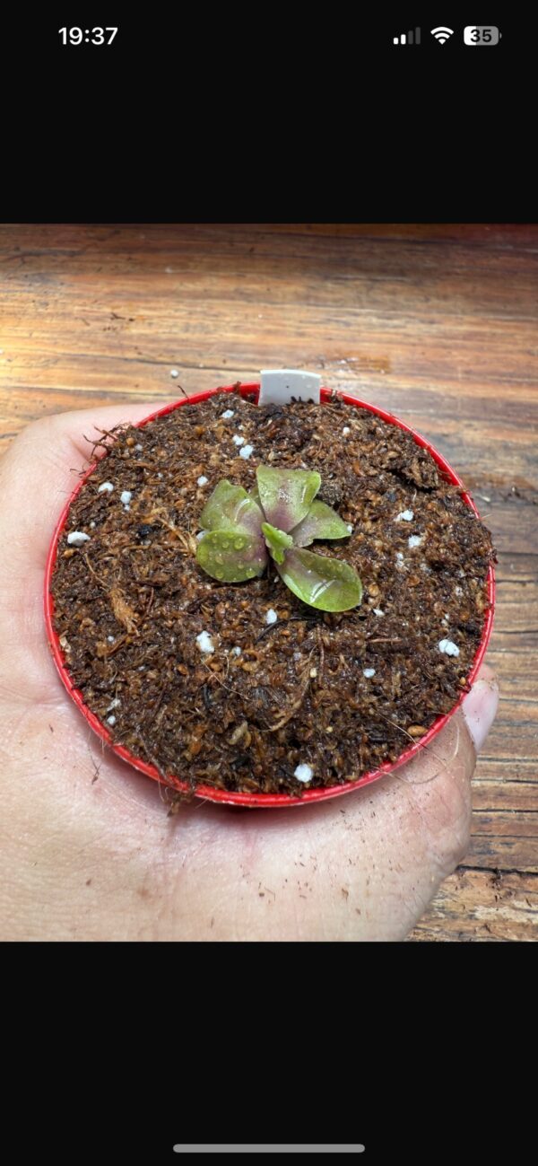 Pinguicula Psicodelic Purple - Image 3