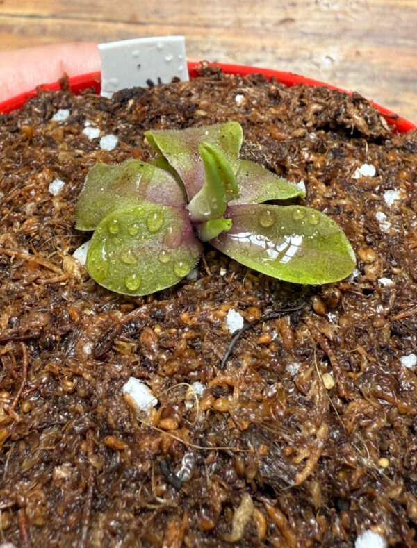 Pinguicula Psicodelic Purple