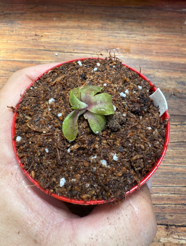 Pinguicula Psicodelic Purple - Image 2