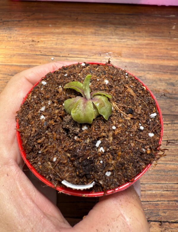 Pinguicula Psicodelic Purple - Image 4