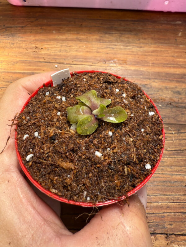 Pinguicula Psicodelic Purple - Image 5