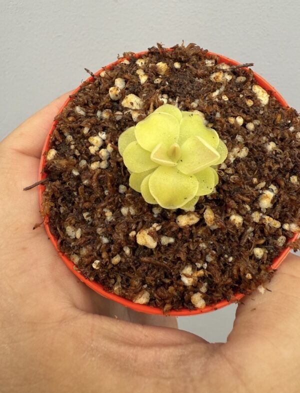Pinguicula Sethos - Image 2