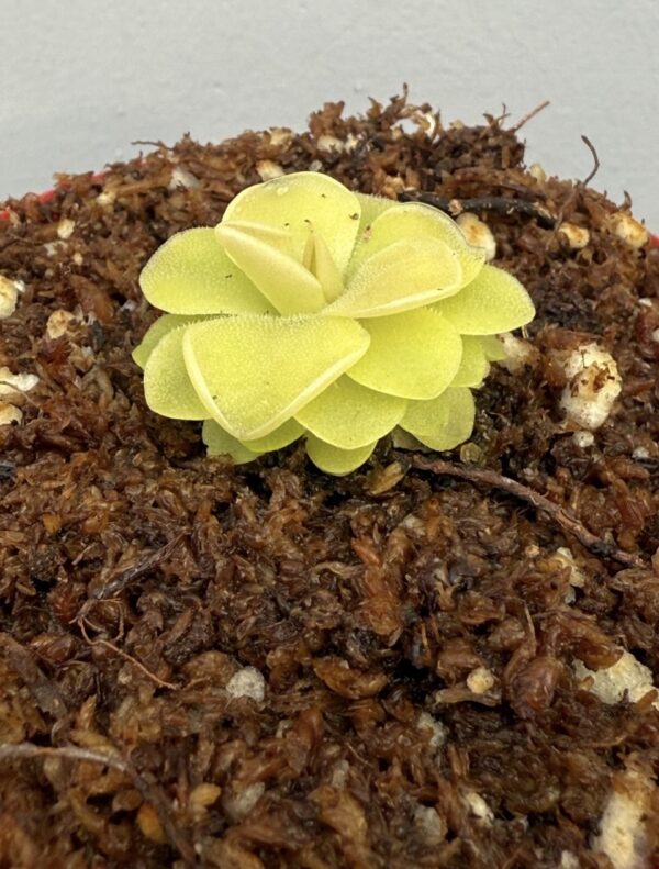Pinguicula Sethos