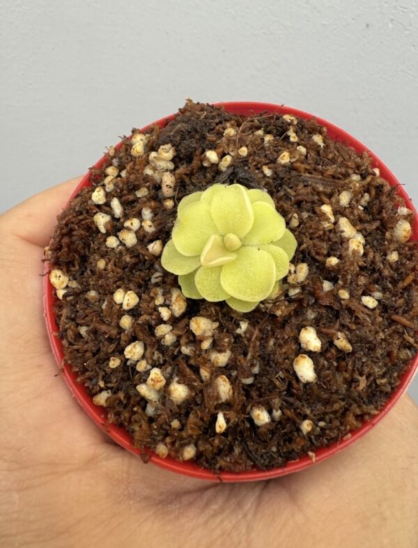 Pinguicula Sethos - Image 3