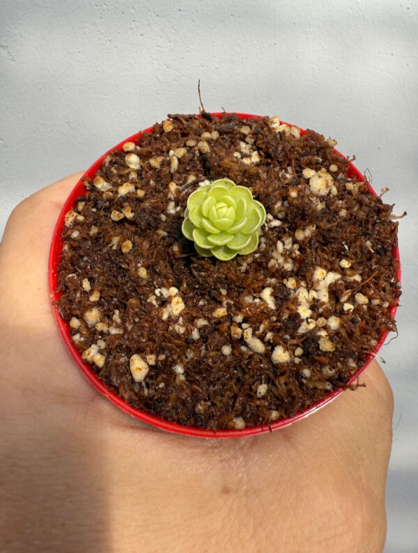 Pinguicula Esseriana - Image 3