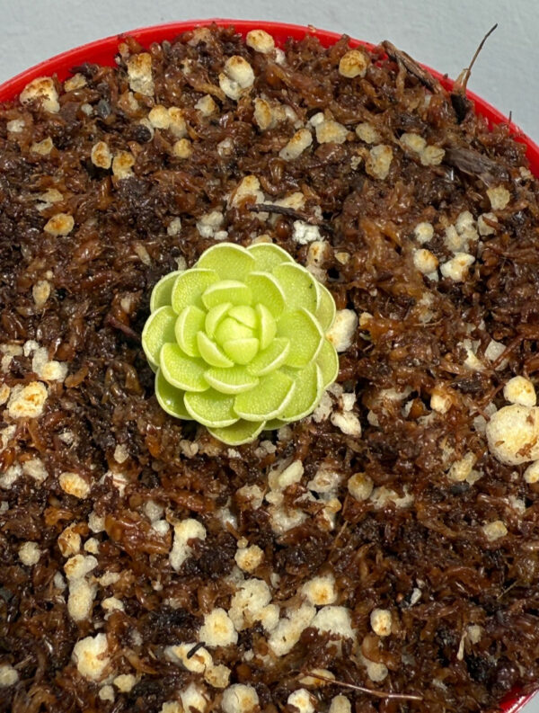 Pinguicula Esseriana