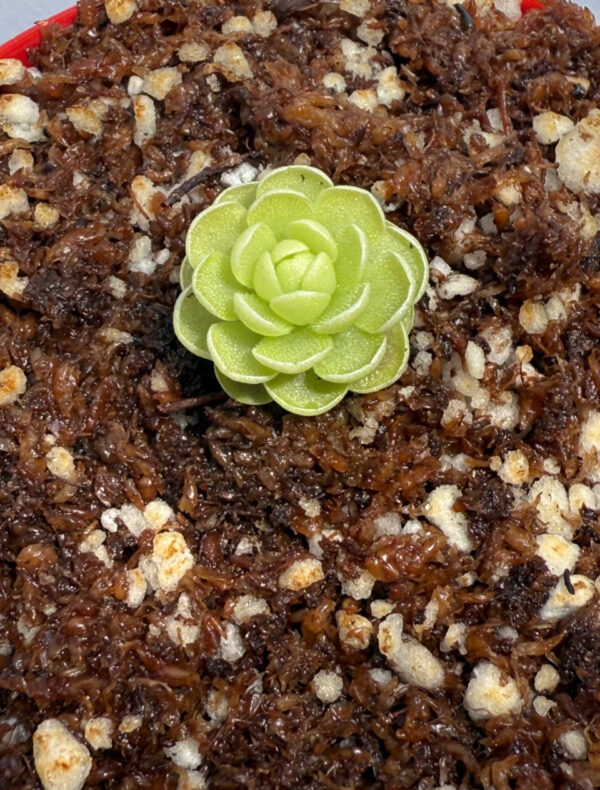 Pinguicula Esseriana - Image 2