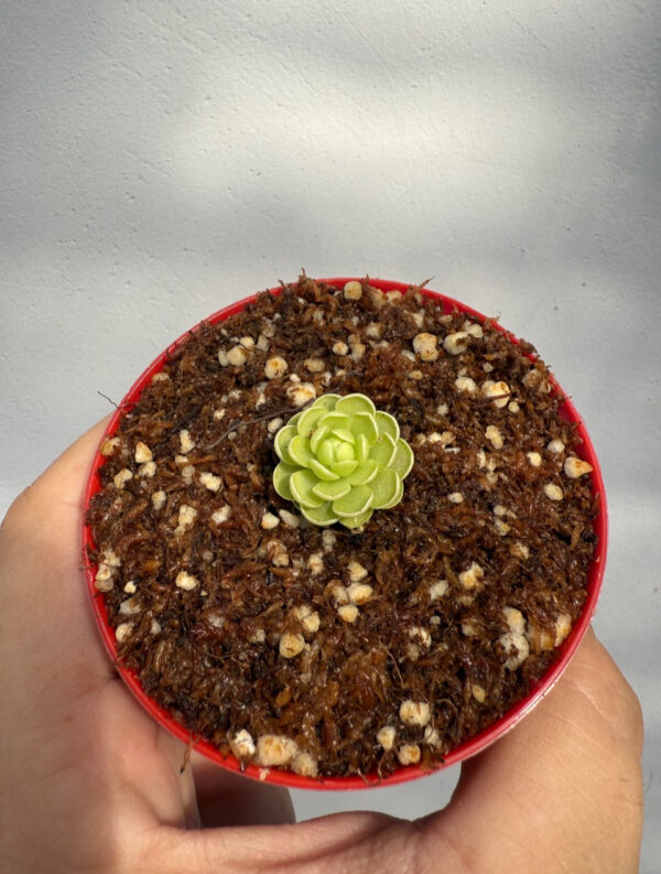 Pinguicula Esseriana - Image 4