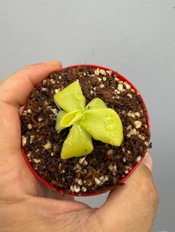 Pinguicula Gigantea - Image 3