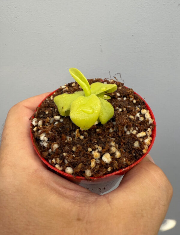 Pinguicula Gigantea - Image 2