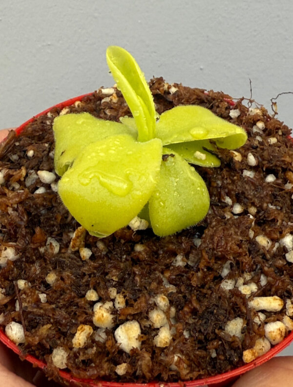 Pinguicula Gigantea