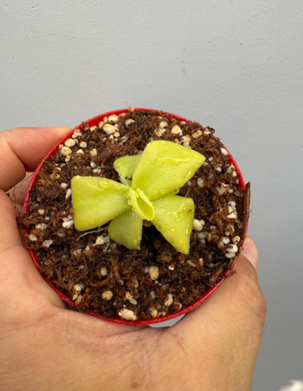 Pinguicula Gigantea - Image 4