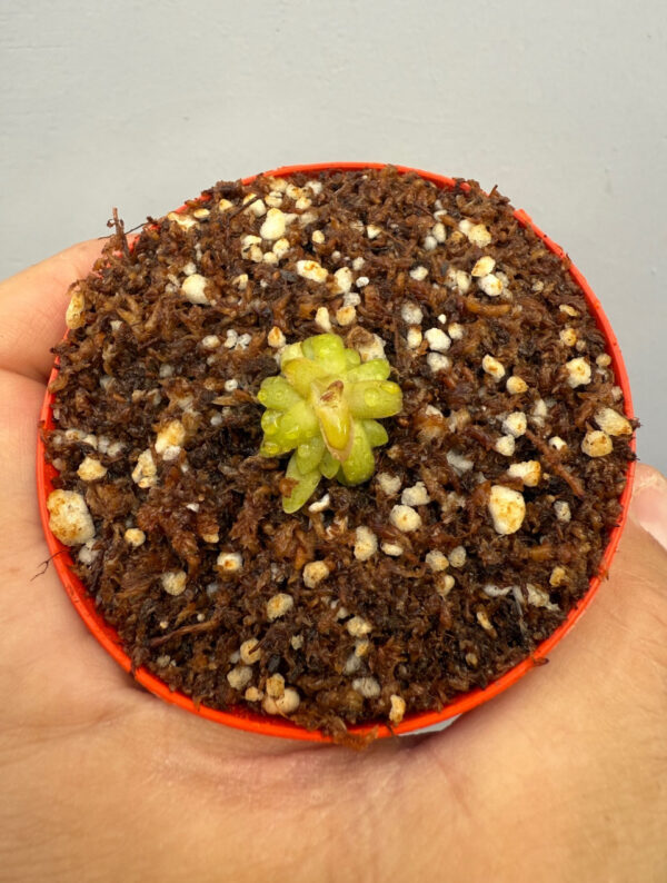 Pinguicula Moctezumae x Gracilis - Image 3