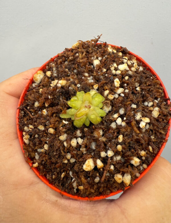 Pinguicula Moctezumae x Gracilis - Image 2