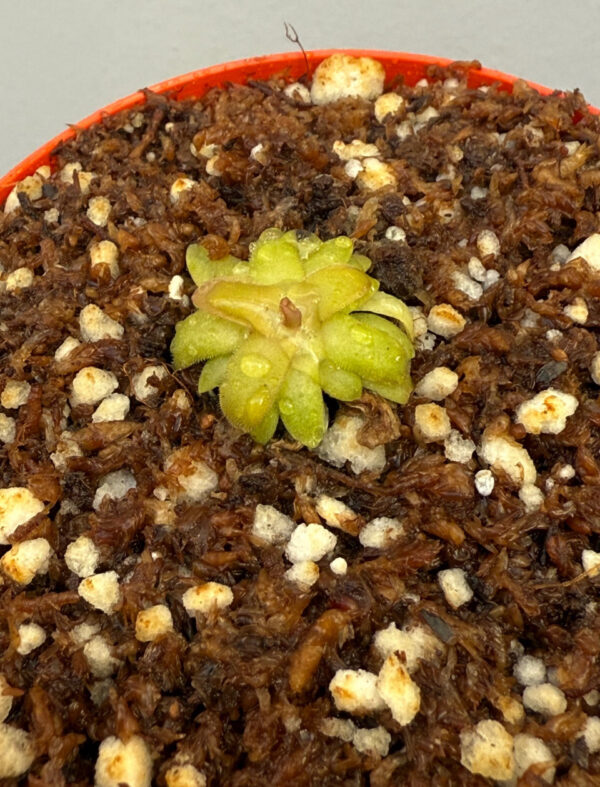 Pinguicula Moctezumae x Gracilis