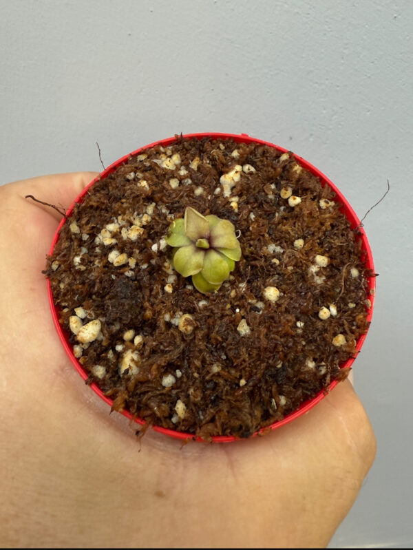 Pinguicula Emarginata x Laueana - Image 3