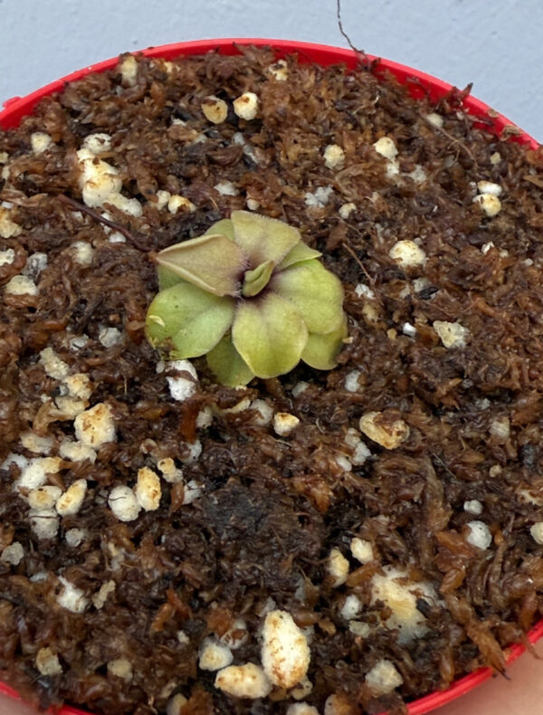 Pinguicula Emarginata x Laueana - Image 2