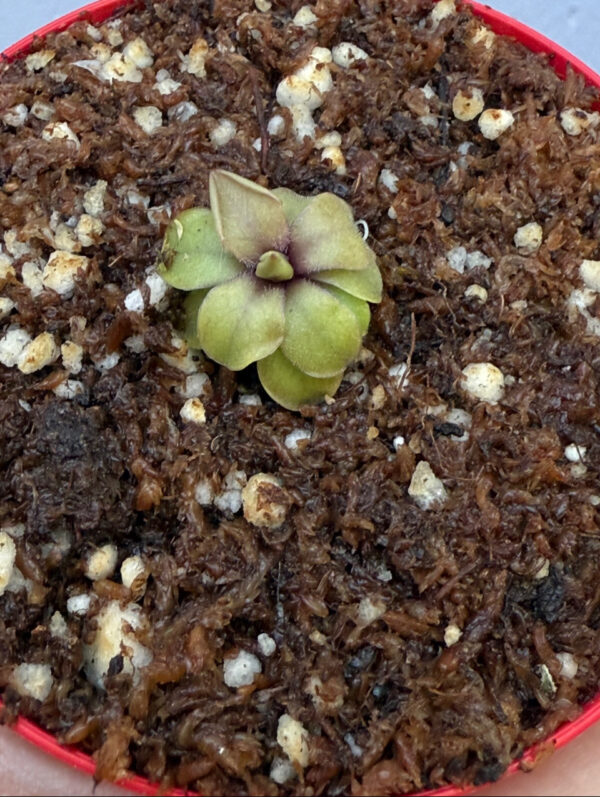 Pinguicula Emarginata x Laueana