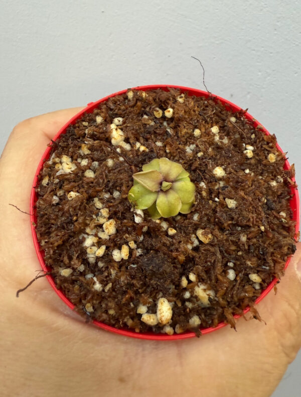 Pinguicula Emarginata x Laueana - Image 4