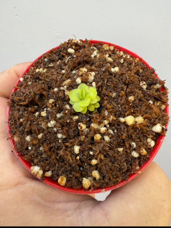 Pinguicula Moranensis Superba x hamburg - Image 3